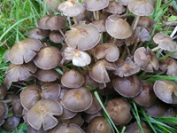 Büscheliger Faserling2